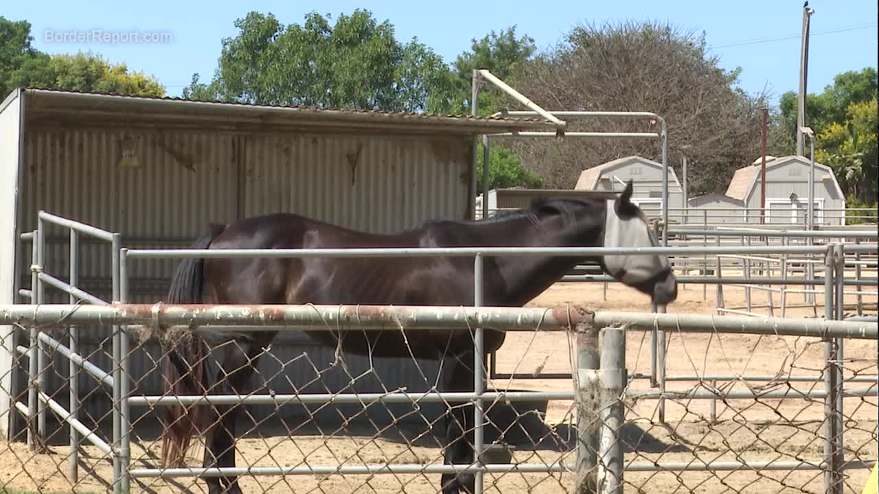 Tijuana River Valley feed store employee’s afraid to come to work