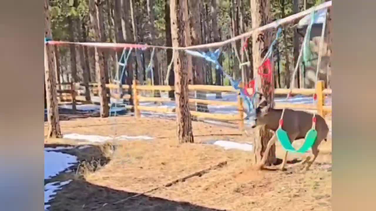 Buck tangled in playground equipment (CPW warns homeowners to remove ...